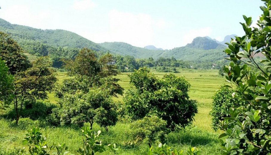 Cần bán trang trại nhà vườn 3634m2,vườn cây,ao cá,view núi đá, cánh đồng giá hơn triệu!